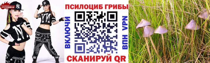 Псилоцибиновые грибы Cubensis  где купить   Дорогобуж 